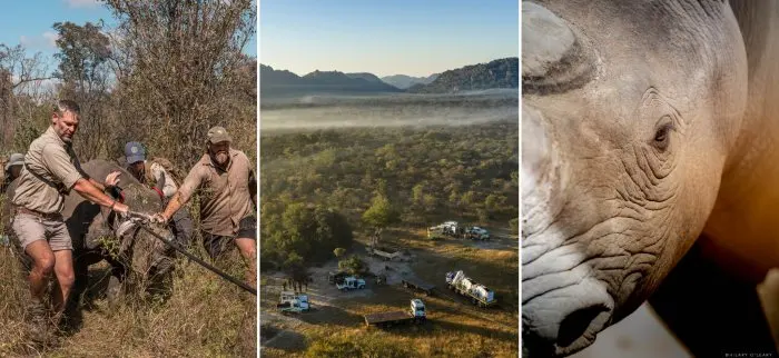 Black Rhinos Are Back in Matusadona — and You Can Join the Story from Lake Kariba