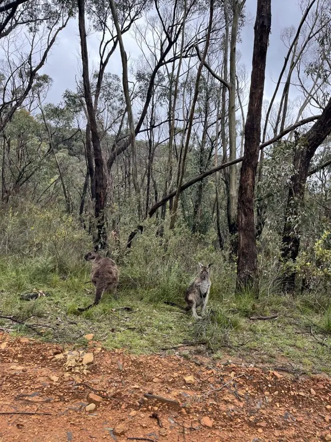 Walking the Heysen Trail into the Adelaide Hills: Flooded Creeks, Koalas and a German Town