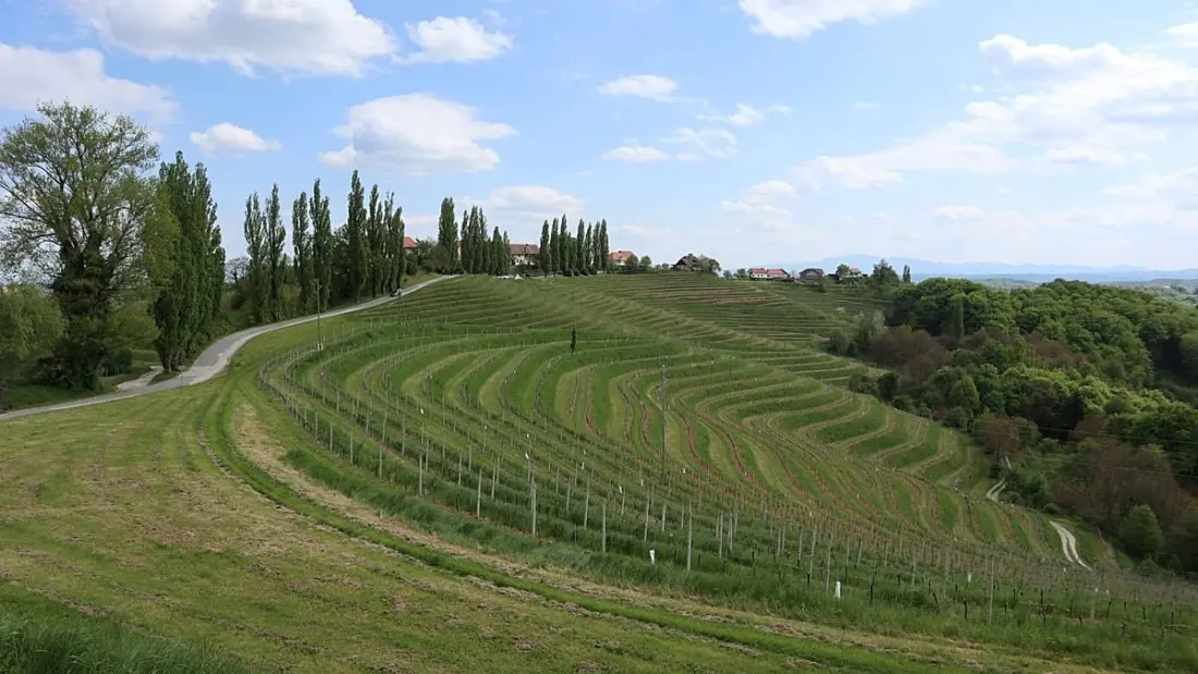 Štajerska in Slovenia beats France and Italy to be named Europe's best wine region
