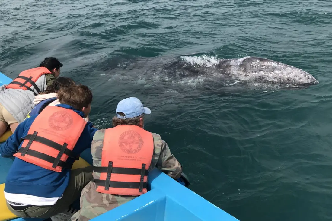 Grey Whales, Salt Mines and Wine: A Six-Day Road-and-Air Tour Down Baja California