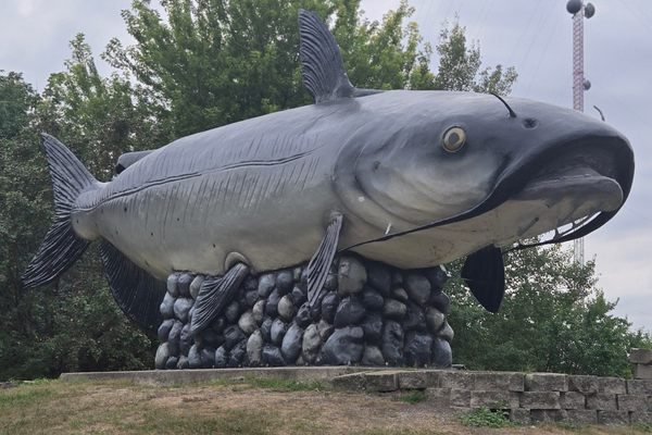 Wahpper: North Dakota's 5,000-Pound Catfish That Goes for a Swim Every Spring