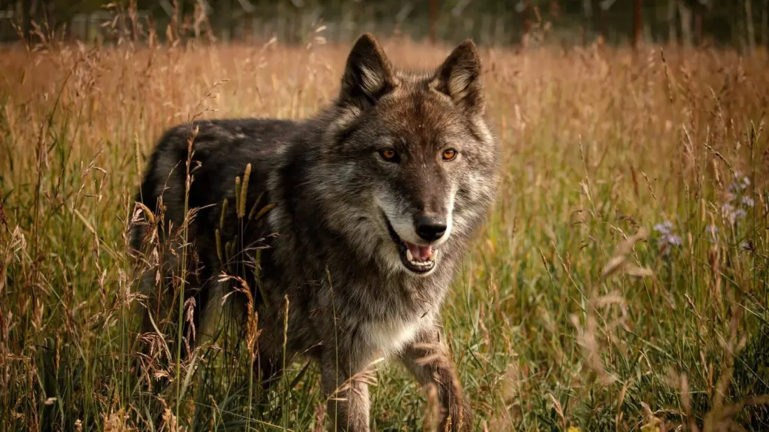 Solve a mystery among wolfdogs: Howl-oween returns to Yamnuska sanctuary near Calgary